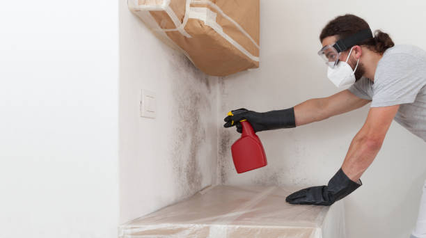 Professional Basement Mold Removal technician working in Wittman, MD