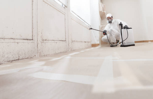 24/7 Emergency Basement Mold Removal experts in Wittman, MD