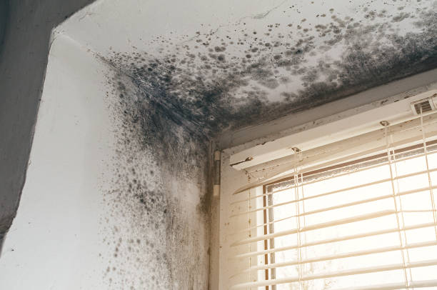 Affordable Basement Mold Removal solutions in Wittman, MD