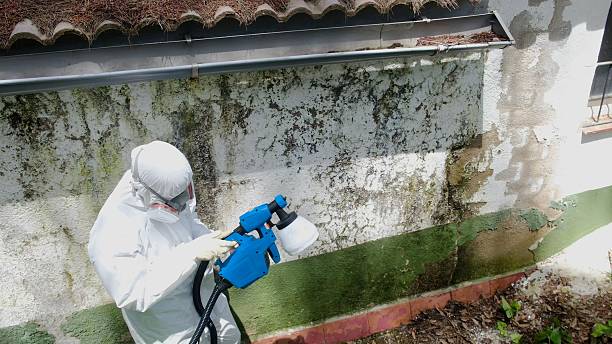 Top rated local Basement Mold Removal specialists in Wittman, MD